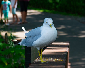 Seagull Wanting To Be Fed