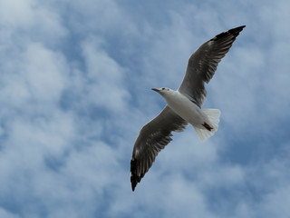 A seagull in full flight over the sky