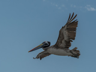 A photograph of a pelican in flight