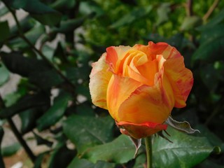 A beautiful yellow and orange rose, or rosa