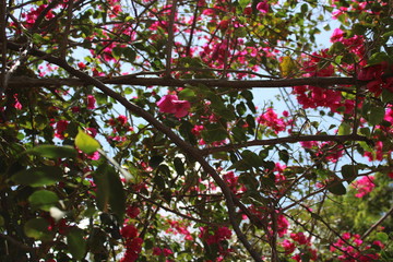 Obraz premium FLOWERS