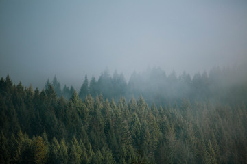 misty foggy morning view of pacific northwest forest along coastline