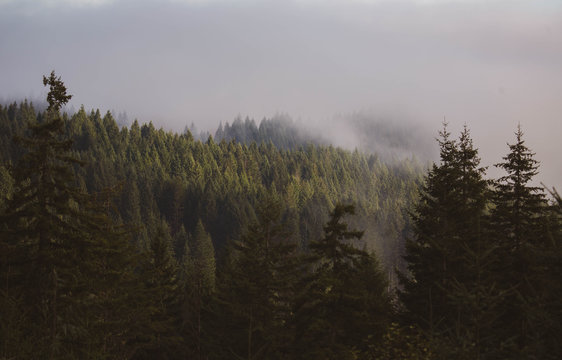 misty foggy dreamy pacific coastal forest 