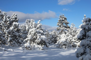 winter mountain landscape with trees and snow