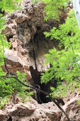 tree in canyon