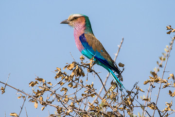 Lilac-breasted Roller