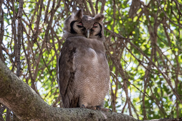Owl from South Africa