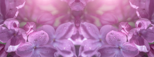 Springtime bunches of lilac blossoms on branches