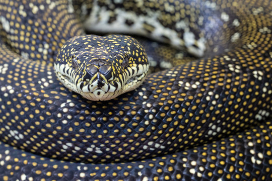 Diamond Python