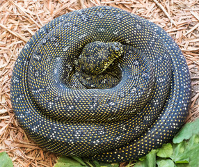 Diamond Python in curled position