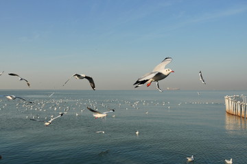 Group of Seagulls flying and floating on the sea surface , Seagull with blue sky in background at Bang Poo Recreational Retreat, Migratory birds in winter, Thailand