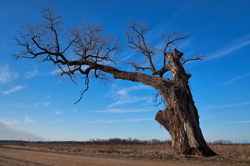 Fototapeta na wymiar Dying oak tree on dirt road