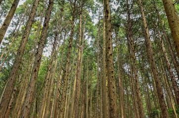 Obraz premium 森林