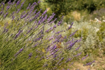 Beautiful purple lavender flower in field with butterflies