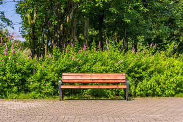 The empty bench in the park at sunny day - obrazy, fototapety, plakaty