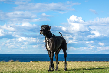 Great Dane by the sea 