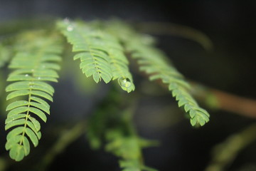 fern on green background