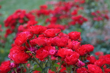 Beautiful red Ruby Meidiland roses