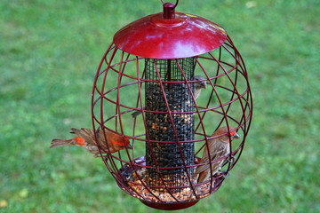 Fototapeta na wymiar American Red House Finch birds inside a metal bird feeder, filled with sunflower and wild seeds