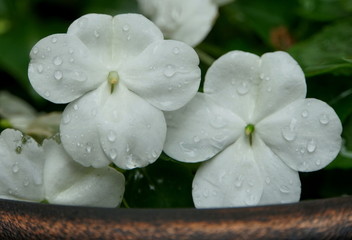 White impatiens flower with raindrops