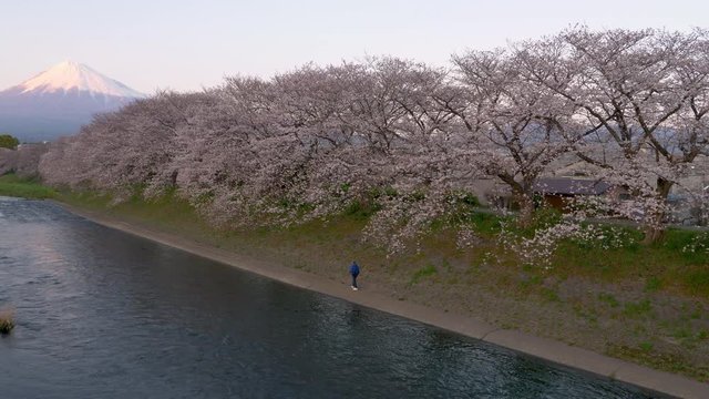 富士市潤井川龍厳淵より望む桜並木と富士山