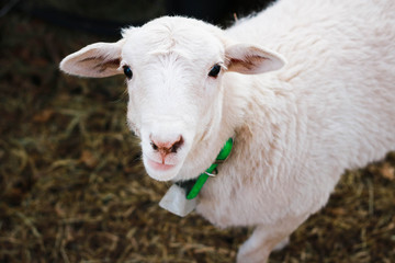 Portrait of White Sheep