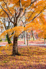 Orange tree leaves in public park, Japan autumn season natural landscape