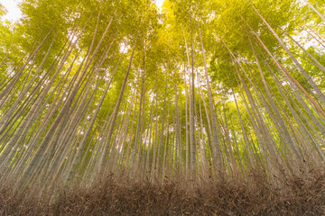 Fototapeta premium Bottom view Bamboo jungle, natural landscape background