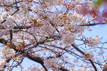 桜の花