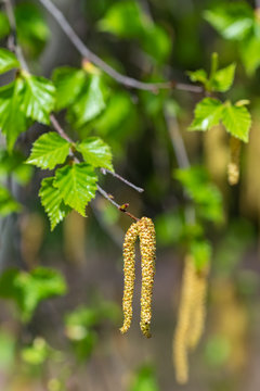 Twig With Seed And Leaves Of A Silver Birch Tree In Spring