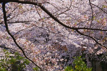 桜の花