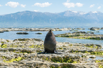 Funny sea lion stading on rock seacoast, marine life