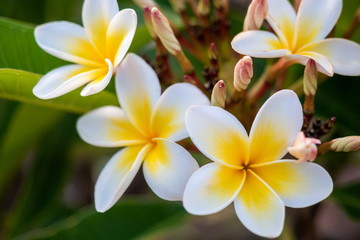 Fototapeta premium A beautiful white and yellow frangipanni flower close up in Adelaide South Australia on 21st January 2020
