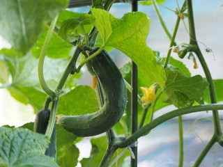 収穫を待つ胡瓜の実