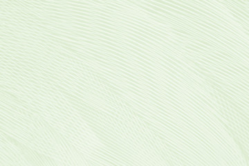 Beautiful feather color light green pattern  texture background