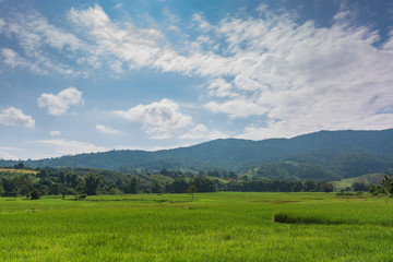 Fototapeta na wymiar Scenic View Of Rice Field And Moutains Against Sky