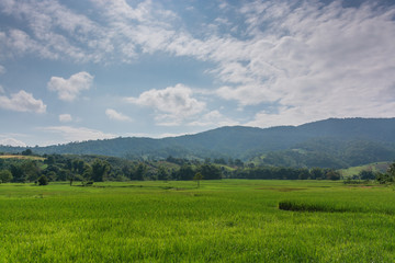 Fototapeta na wymiar Scenic View Of Rice Field And Moutains Against Sky