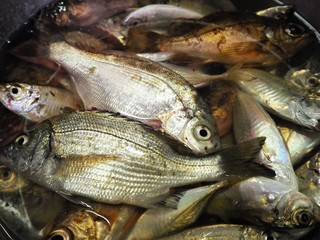 たくさんの生魚