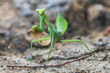 Praying mantis