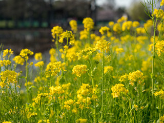 公園に咲く黄色い菜の花の群生。