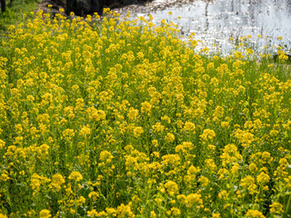 公園に咲く黄色い菜の花の群生。