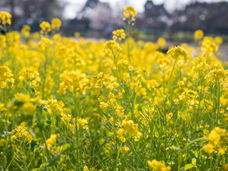 公園に咲く黄色い菜の花の群生。