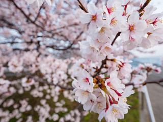 満開の桜の花