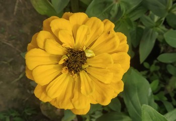 yellow flower in the garden