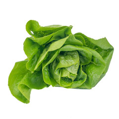 Cos Lettuce or Romaine Lettuce (Lactuca sativa L. var. longifolia) isolated on white background.Food ingredients in salads or Healthy food concept for weight loss Grown in hydroponics systems.