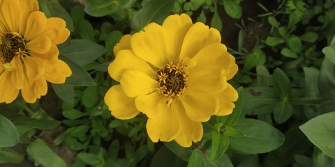 yellow flowers in the garden