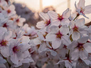 早朝から朝に掛けて撮影した桜の花。