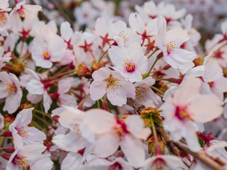 満開の桜の花と枝。花に寄って撮影。