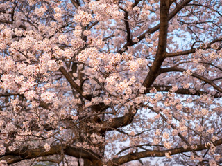 満開の桜の花