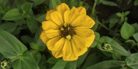 yellow flowers in garden
